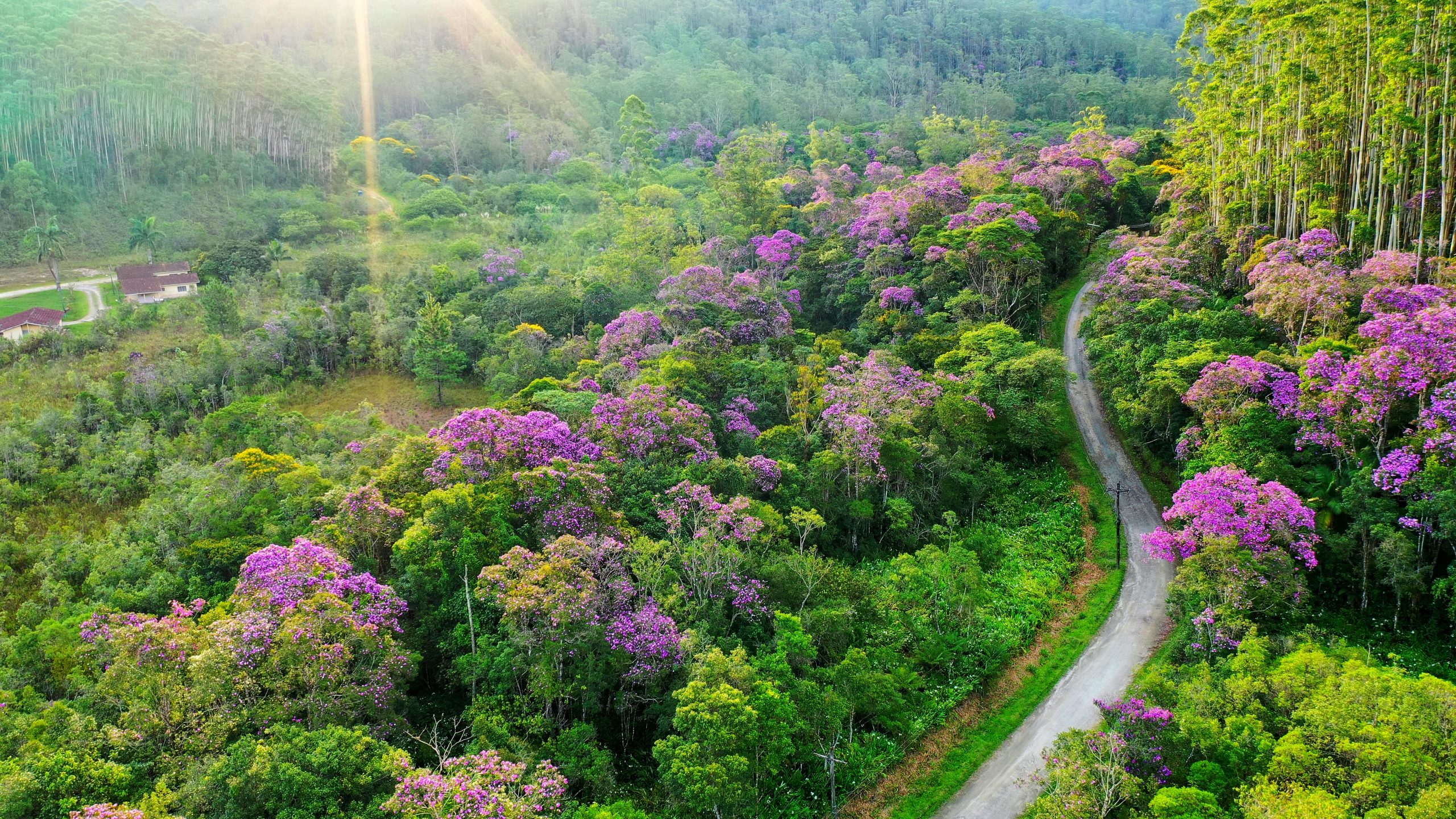 Florada De Manac Da Serra E Borboletas Morpho S O Atrativos Em