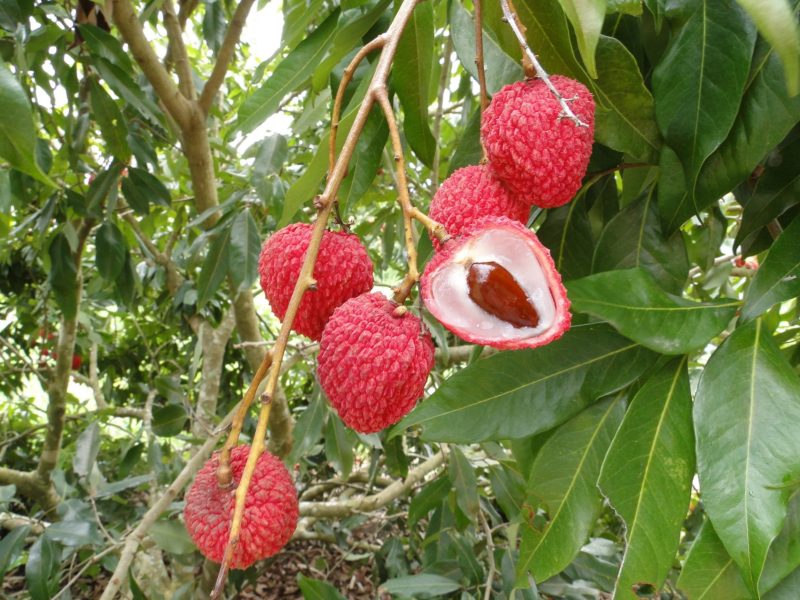 Lichia fruta chinesa que conquista o paladar dos brasileiros