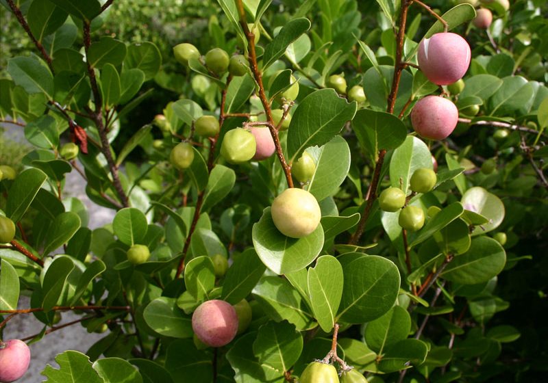  Guajiru, fruto brasileiro tem efeito anti-inflamatório contra câncer