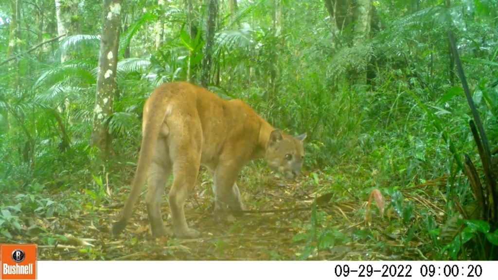 Puma. Foto: Fundação Grupo Boticário