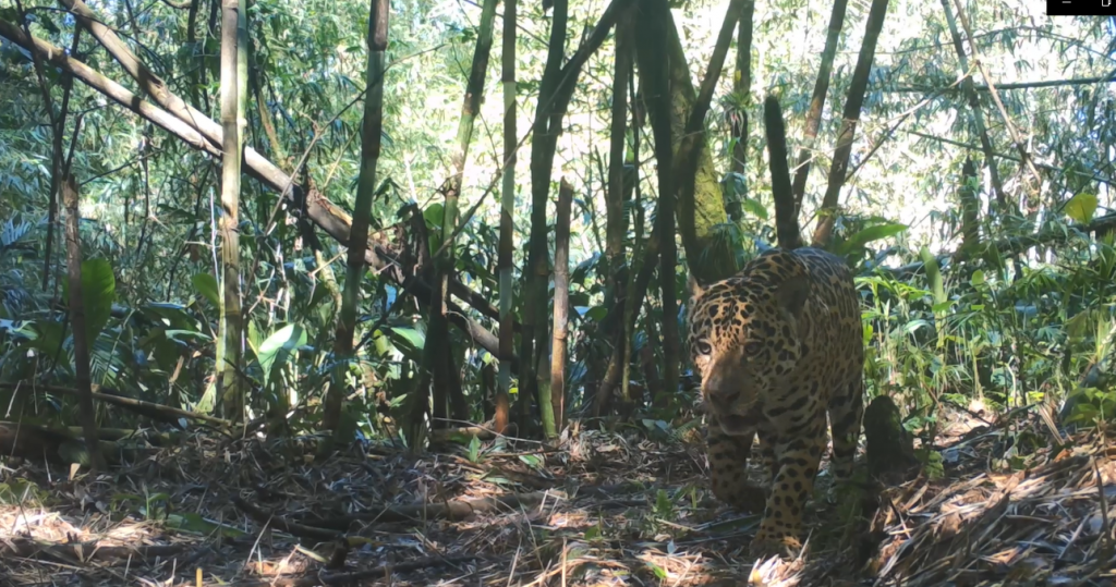 Foto: Programa Grandes Mamíferos da Serra do Mar