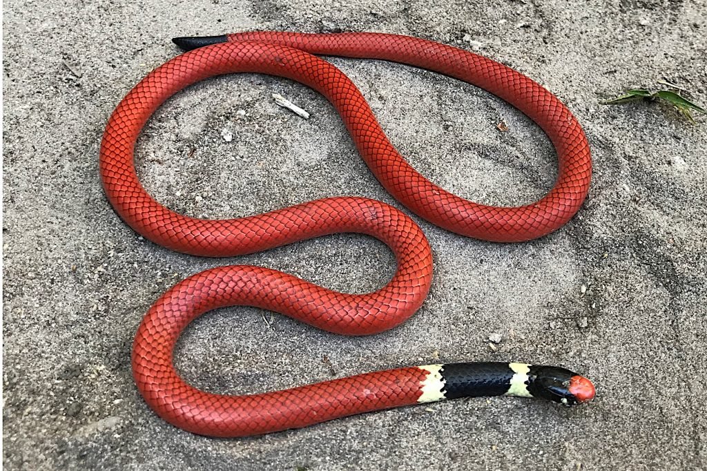 A falsa-cobra-coral (Apostolepis sanctaeritae) usa cores muitos semelhantes da coral venenosa para se proteger na natureza. Foto Lucas Gaehwiler 