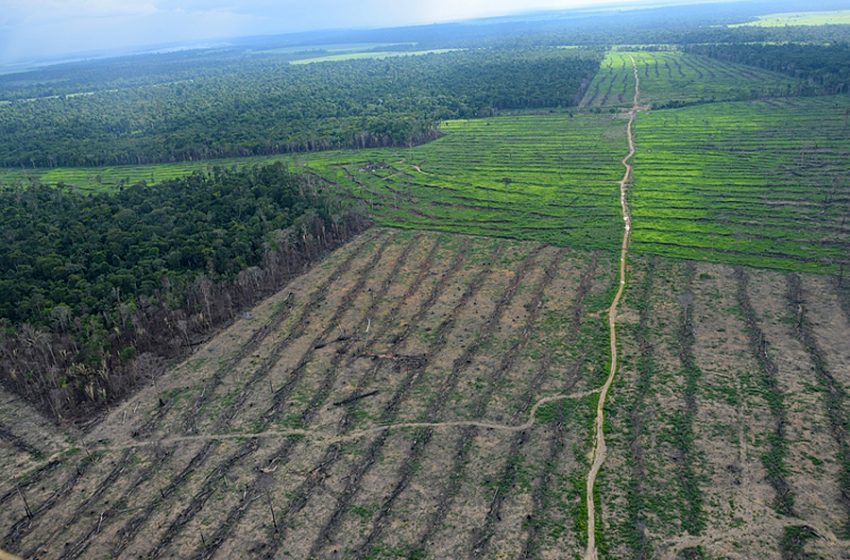  Dados do INPE indicam que desmatamento na Amazônia caiu em janeiro, em comparação ao mesmo período de anos anteriores