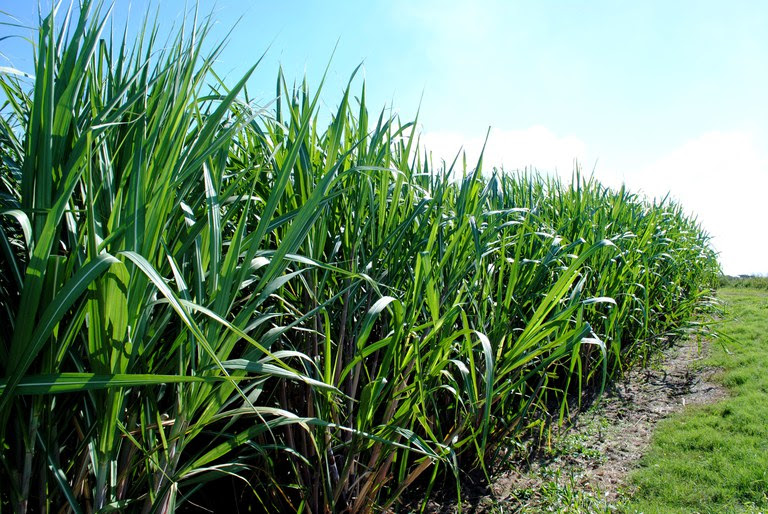 Sem impacto de preço para o consumidor, medida valoriza a agroindústria nacional com etanol competitivo
