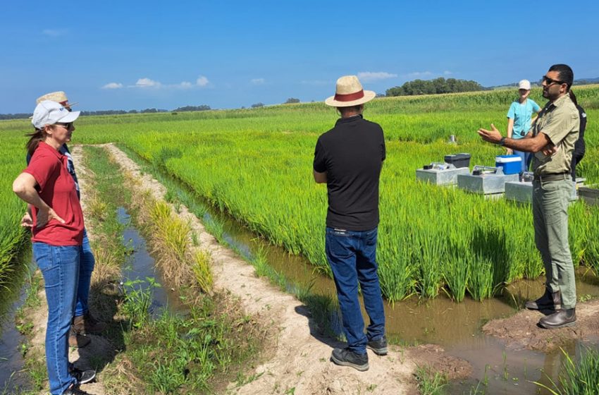  Irrigação por gotejamento em arrozais permite rotação de culturas e aumenta a lucratividade