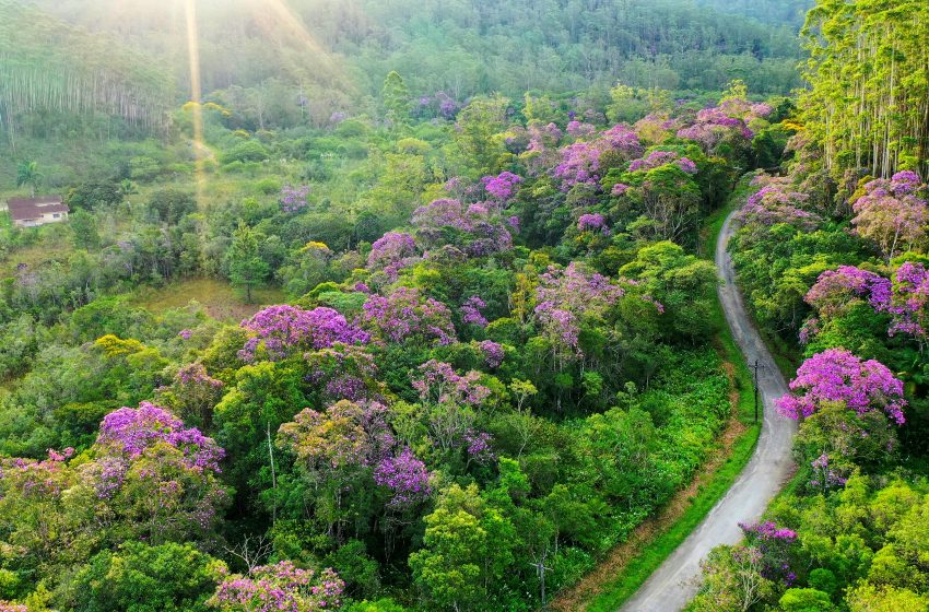 Áreas conservadas do bioma, como o Parque das Neblinas, ganham mais cores neste período. Foto: Elon Alves Ecofuturo