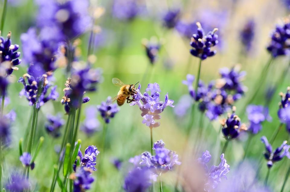 "A perda da biodiversidade significa muito mais que a extinção de plantas e animais. Não que isso já não seja motivo para rever nossas prioridades como sociedade, mas os riscos para a vida humana no curto prazo também tornam-se cada vez mais evidentes"