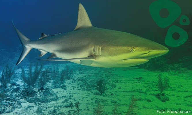  Incidentes com tubarões: Conselho de Biologia defende prevenção, fiscalização e investimentos