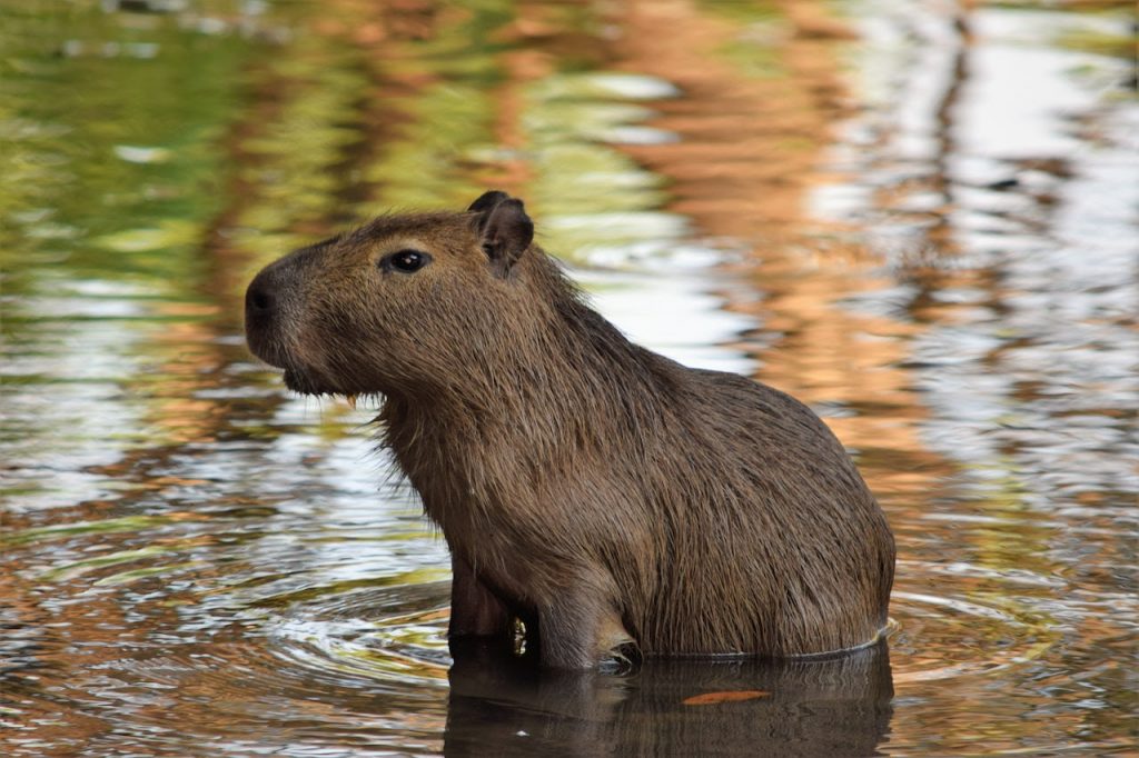 Especialista explica adaptação dos animais à áreas urbanas e cuidados necessários