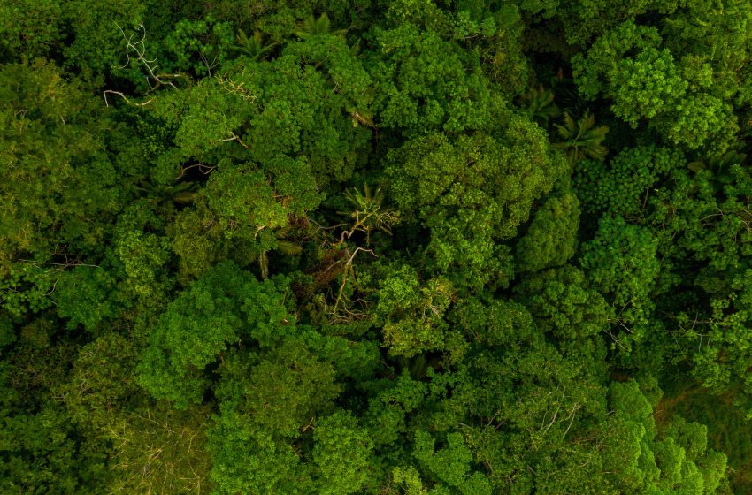 Projeto que abrange Acre, Amazonas, Pará e Mato Grosso lidera geração de créditos de carbono no Brasil