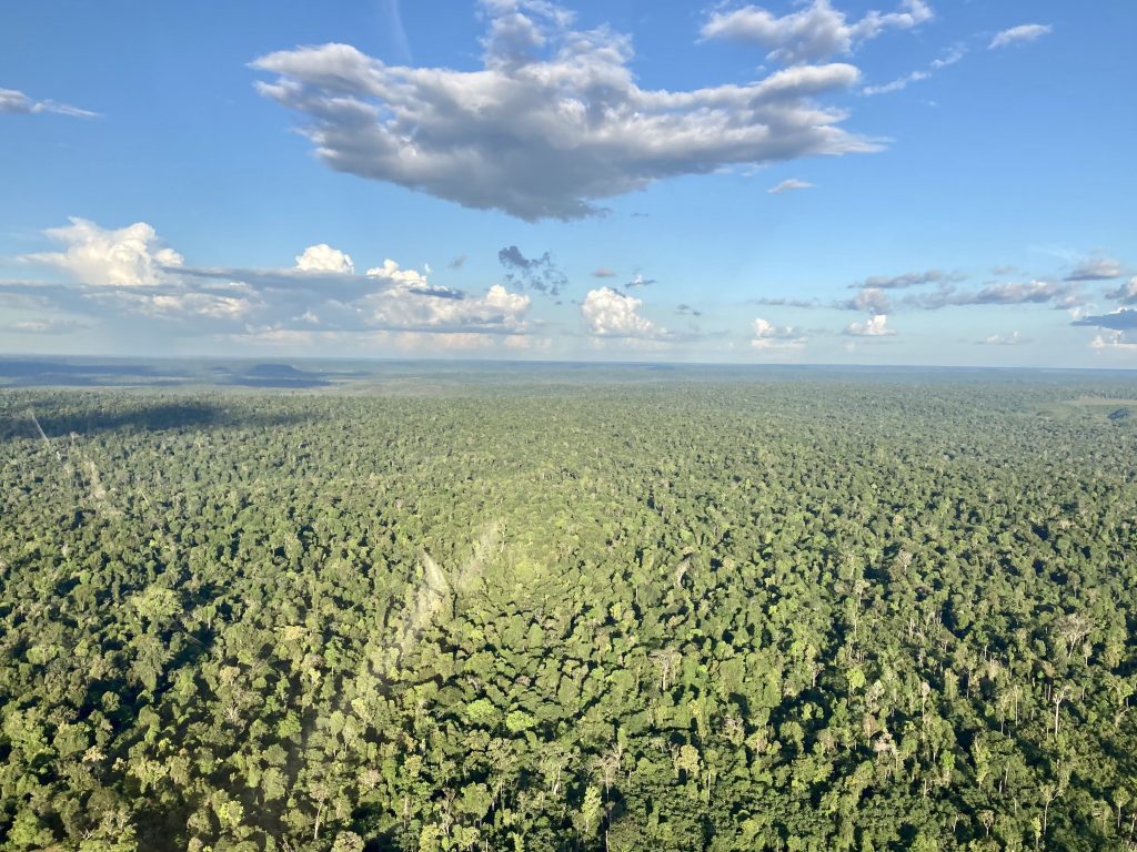 Climate tech brCarbon fecha as primeiras parcerias para plantio de árvores em áreas do agronegócio do Pará