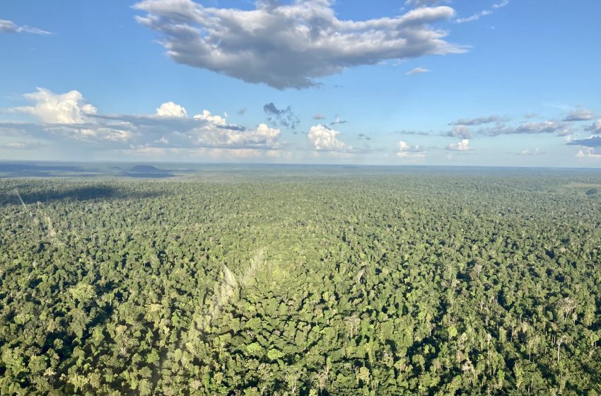  Projetos de reflorestamento para gerar crédito de carbono viram realidade na região amazônica