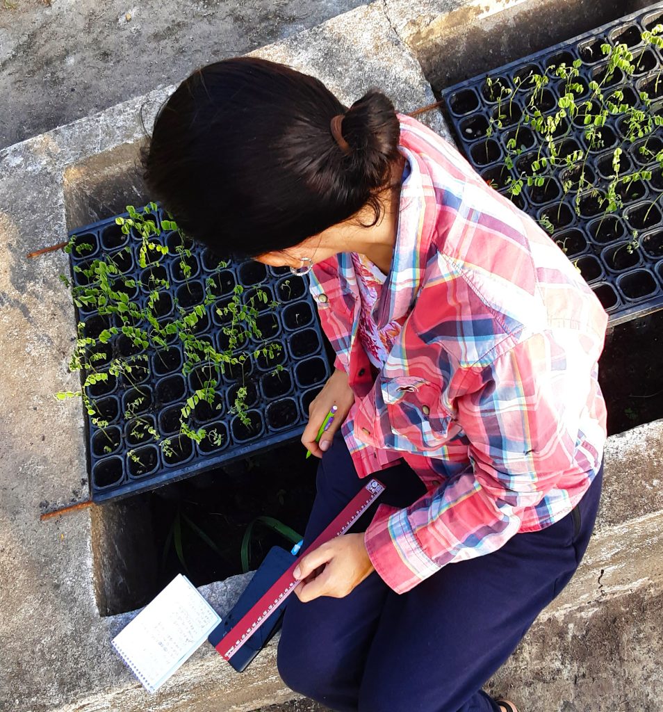 Kaline Meira, Agroecóloga e Mestre em Ciências Agrária, realizando acompanhamento da germinação das mudas do Cumaru. Foto: Sérgio Melo