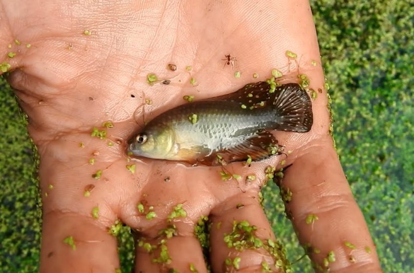  Peixes que surgem do céu? Pesquisadores descobrem espécies curiosas na Caatinga
