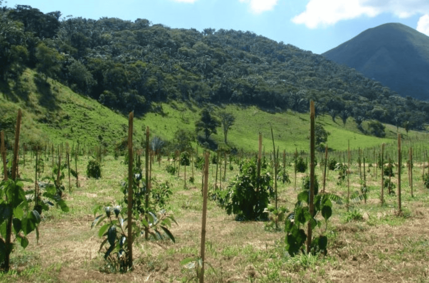  Restauração florestal: nova técnica acelera crescimento de árvores nativas da Mata Atlântica