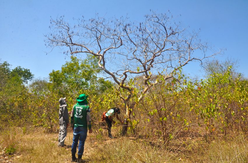 As associações desempenham um papel crucial na conservação de espécies de árvores em extinção, como a amburana cearense na caatinga paraibana. Foto: Sérgio Melo