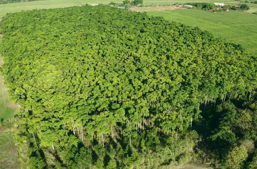  Floresta com Propósito: Instituto propõe investimento sustentável para transformar o futuro