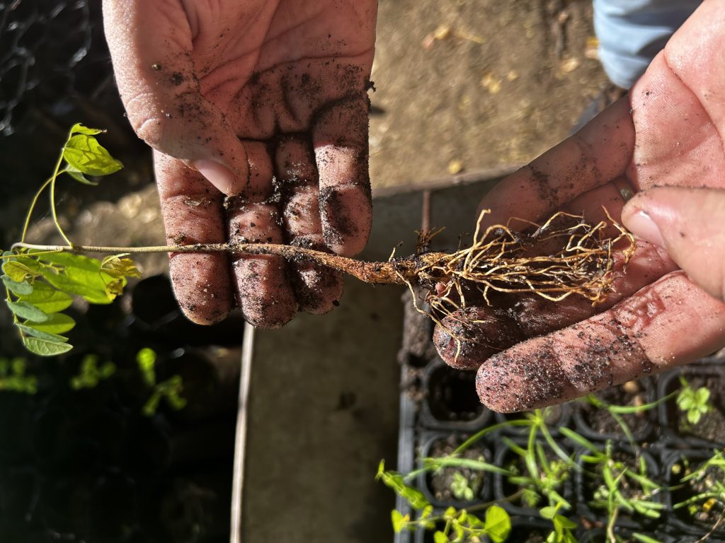 Em agosto de 2024, o Projeto Cumaru atinge marcos importantes na preservação da Caatinga paraibana, com foco no acompanhamento das mudas e germinação das sementes, segundo o Engenheiro Agrônomo Walter Alves de Vasconcelos. Foto: Projeto Cumaru