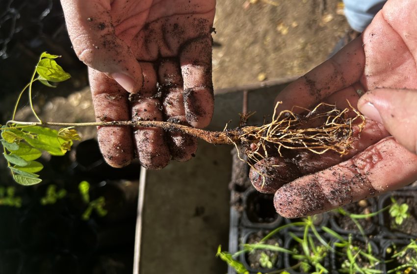 Em agosto de 2024, o Projeto Cumaru atinge marcos importantes na preservação da Caatinga paraibana, com foco no acompanhamento das mudas e germinação das sementes, segundo o Engenheiro Agrônomo Walter Alves de Vasconcelos. Foto: Projeto Cumaru