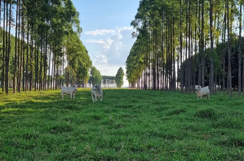  Embrapa finaliza maior pesquisa do mundo com integração lavoura-pecuária-floresta