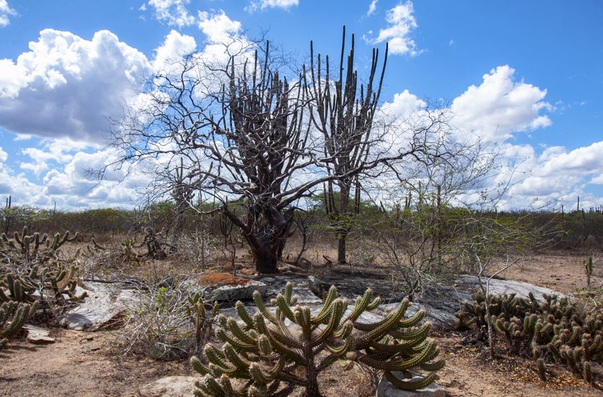  Estudo vê chance de recuperação de meio milhão de hectares de caatinga