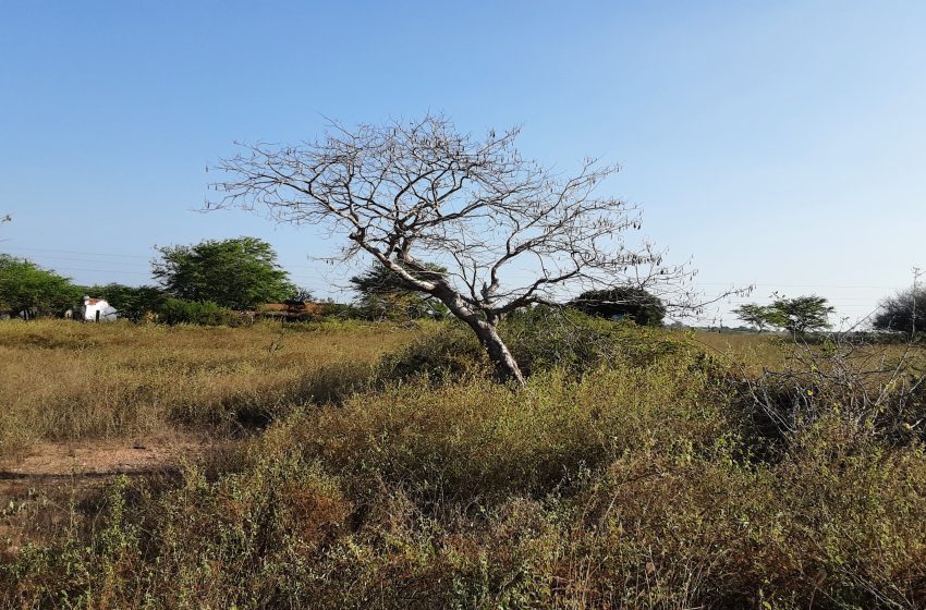 Amburana Cearensis na caatinga paraibana. Foto: Sérgio Melo