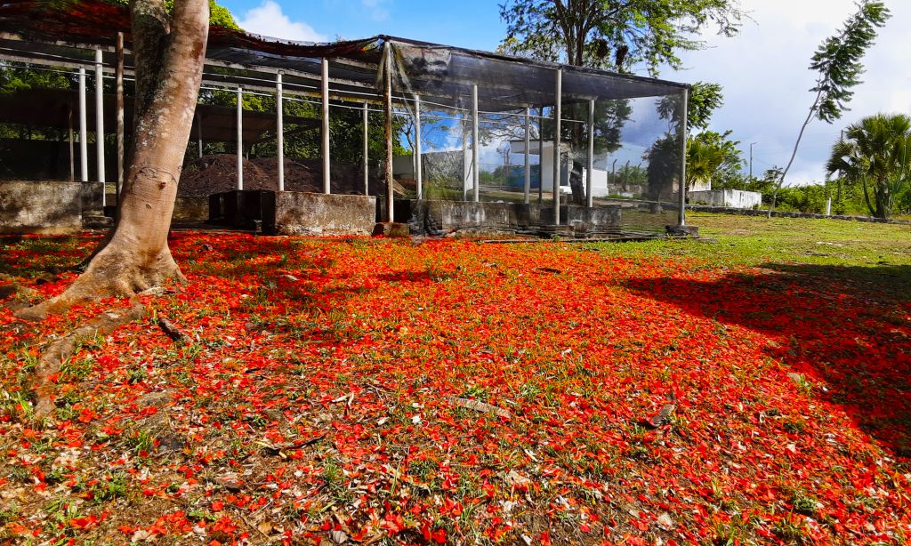 Viveiro do Jardim Botânico da UEPB. Foto: Sérgio Melo