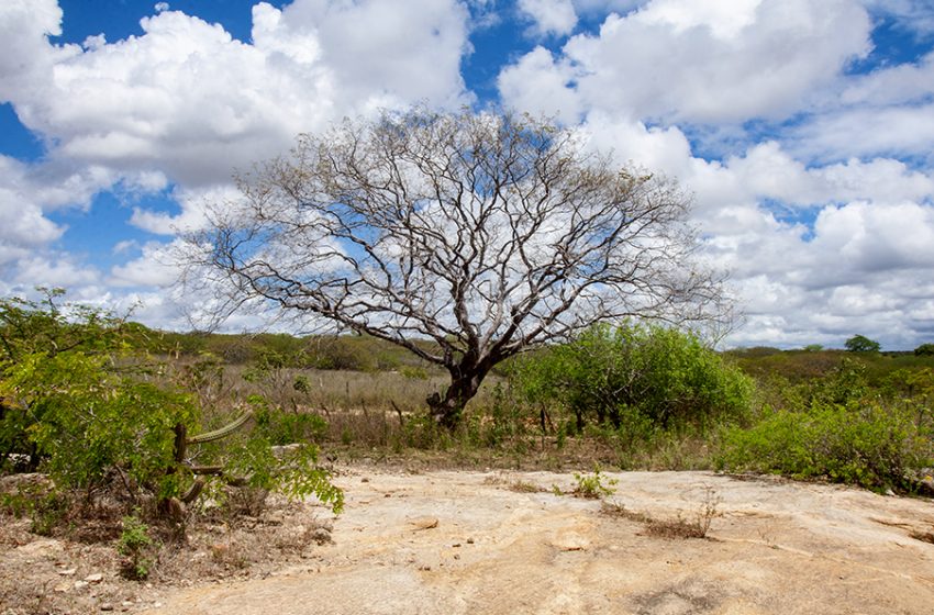  Projeto Cumaru entra na fase final: Últimas ações no campo com resultados promissores para a conservação da Amburana Cearensis