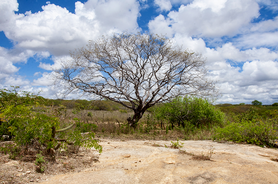 Na reta final, esforço de conservação da Amburana cearensis une ciência e comunidade, trazendo esperança para o futuro da Caatinga. Foto: Sérgio Melo