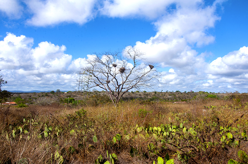  Projeto Cumaru destaca avanços na preservação das árvores da Caatinga paraibana em relatório final