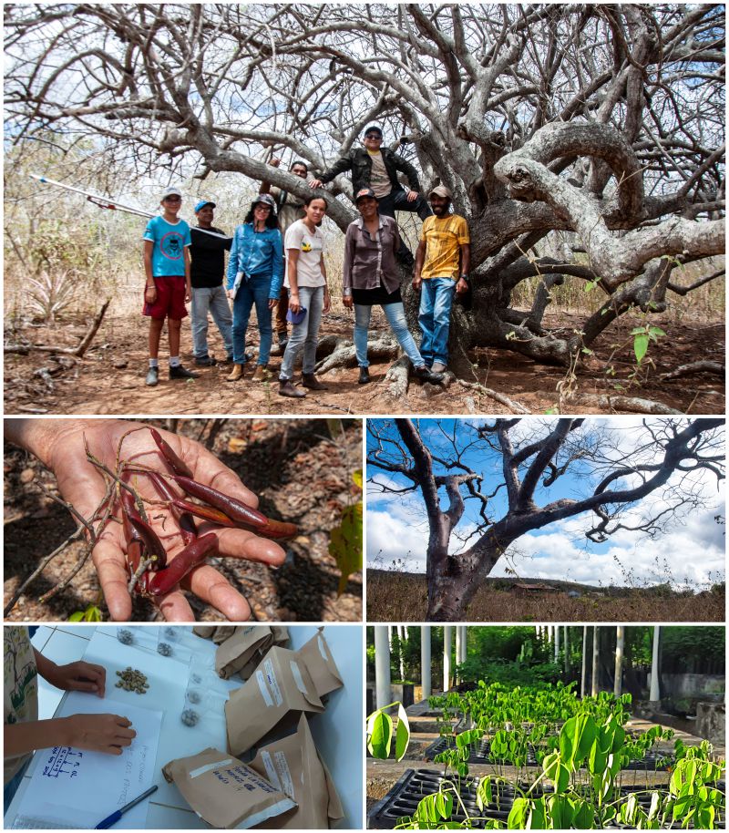 Do campo ao Jardim Botânico: conhecimento compartilhado nas comunidades se transforma em pesquisa e ações de preservação no viveiro da UEPB. Foto: Sérgio Melo