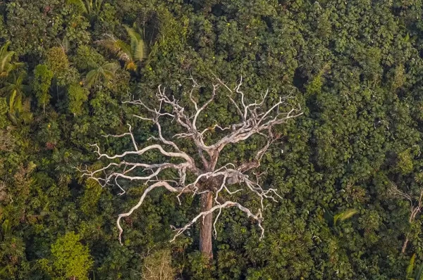 O país registrou mais de 10 mil focos de incêndio em julho de 2024, o que marca um recorde para esse período em quase duas décadas na Amazônia. | Foto: © Marizilda Cruppe / Greenpeace