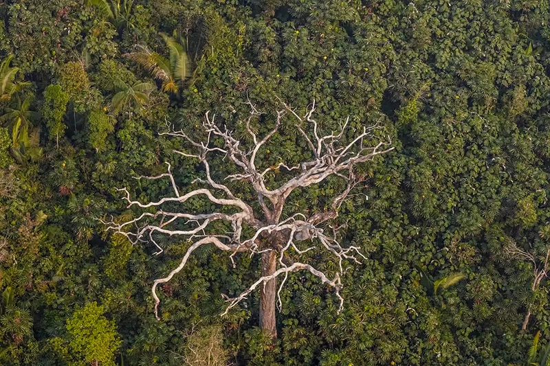  Desmatamento na Amazônia cai 30,6% em 2024, marcando o menor índice em 15 anos