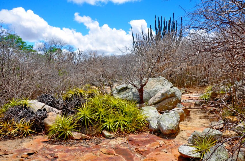 A Caatinga precisa de nós — e o BNB está estendendo a mão: inscreva seu projeto no Edital de R$ 15 milhões para recuperação do bioma