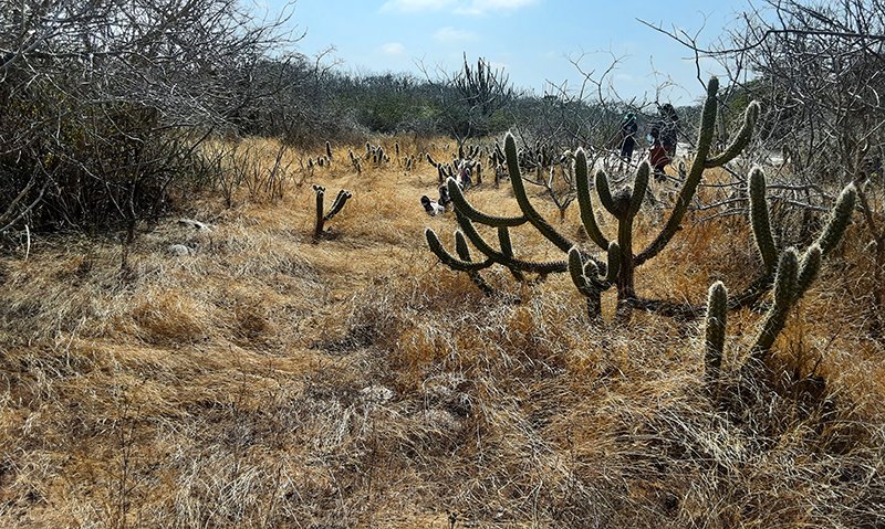  A Caatinga e o carbono: um convite à reflexão