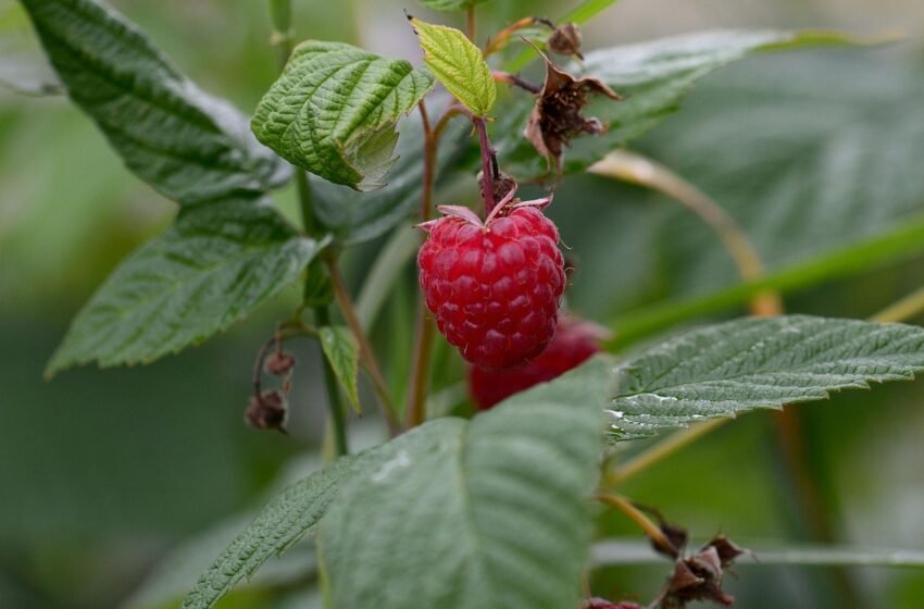 Framboesa: sabor, cor e sustentabilidade para transformar quintais e jardins