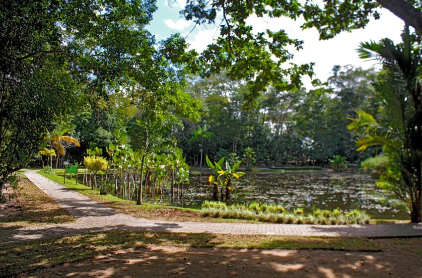 Reserva Natural Vale: um tesouro da Mata Atlântica no Espírito Santo