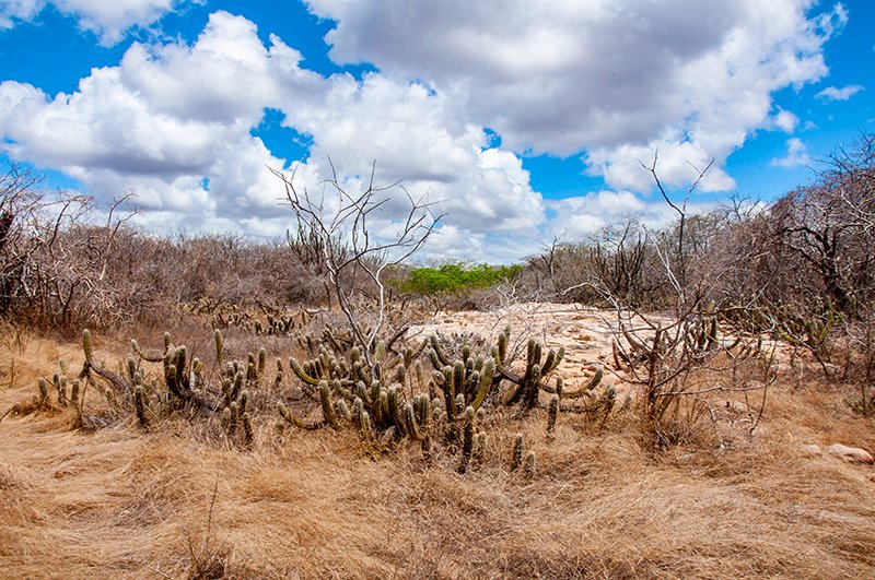 II Conferência Caatingueira do Clima: debater a crise climática para proteger a Caatinga e as comunidades do Semiárido
