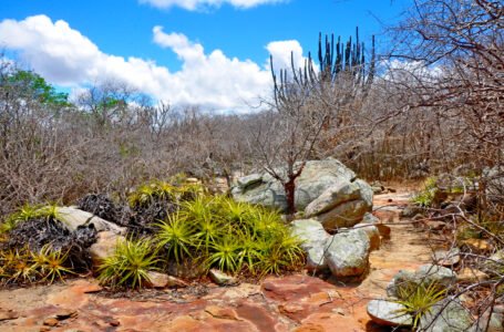 Chico César e Carlos Rennó lançam canções-manifesto em defesa da Caatinga