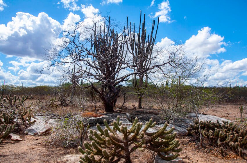  Caatinga no centro das políticas ambientais: o que as novas medidas anunciadas para 2026 representam para o Brasil e para a Paraíba