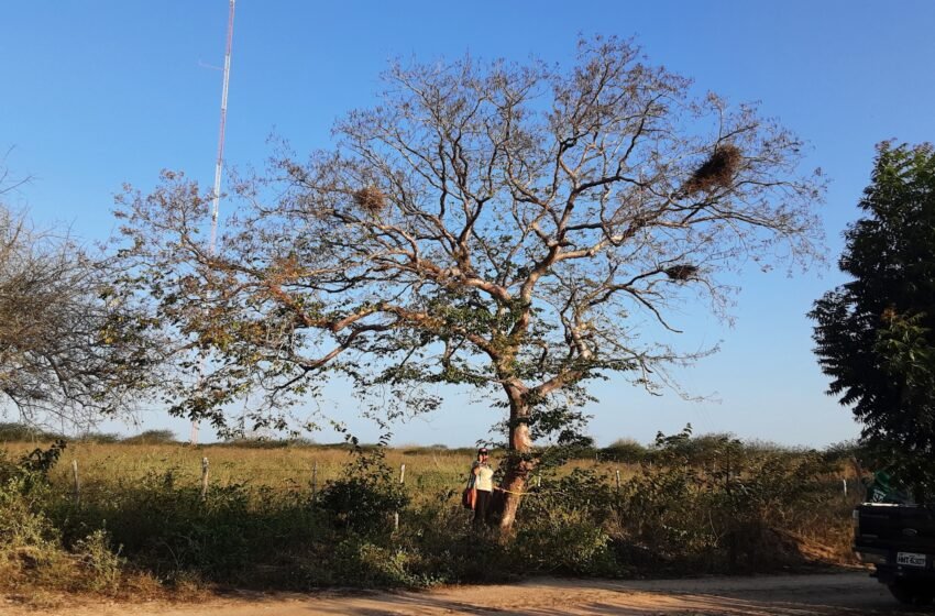  Micro Teia Regional fortalece redes culturais da Borborema, Cariri e Brejo