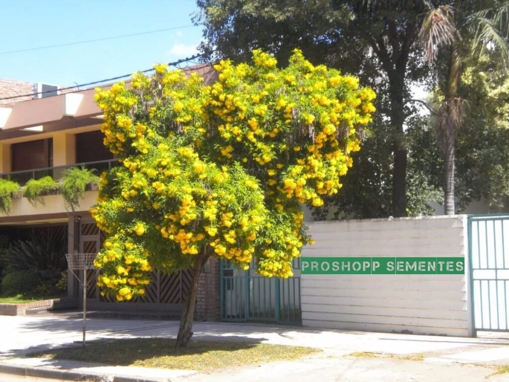 Ipê-de-jardim é opção resistente e atrai beija-flores para calçadas urbanas