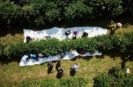 Brejo paraibano resgata tradição centenária e reacende a economia com novo ciclo do café