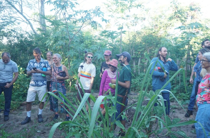  Agrofloresta transforma o semiárido da Paraíba e inaugura nova economia sustentável no campo