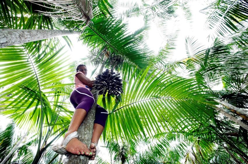  Três em cada dez quilos de açaí da Amazônia vêm de áreas sem energia elétrica, revela estudo do IEMA