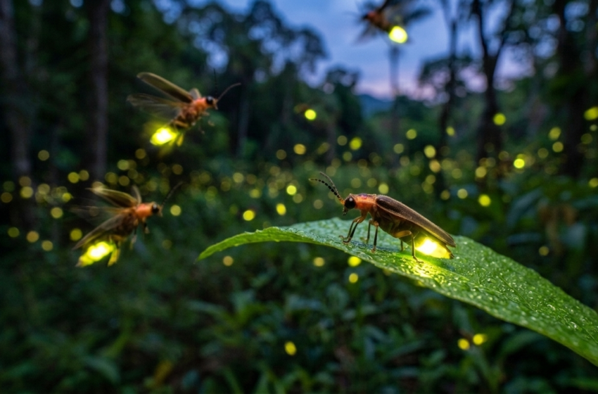  Onde foram parar os vagalumes? O sumiço das luzes que encantaram a infância de muitos