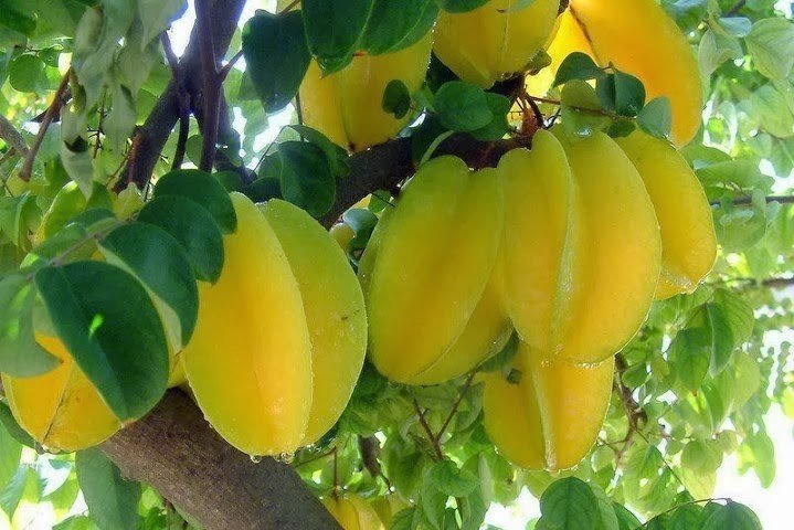  Guia da Carambola: benefícios, receitas e cuidados essenciais com a saúde renal