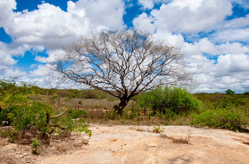  Cumaru resiste no sertão paraibano e mobiliza ciência para evitar o desaparecimento de uma árvore da Caatinga