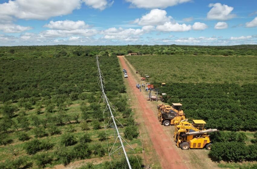  Como o Ceará criou a maior fazenda de acerola orgânica do mundo