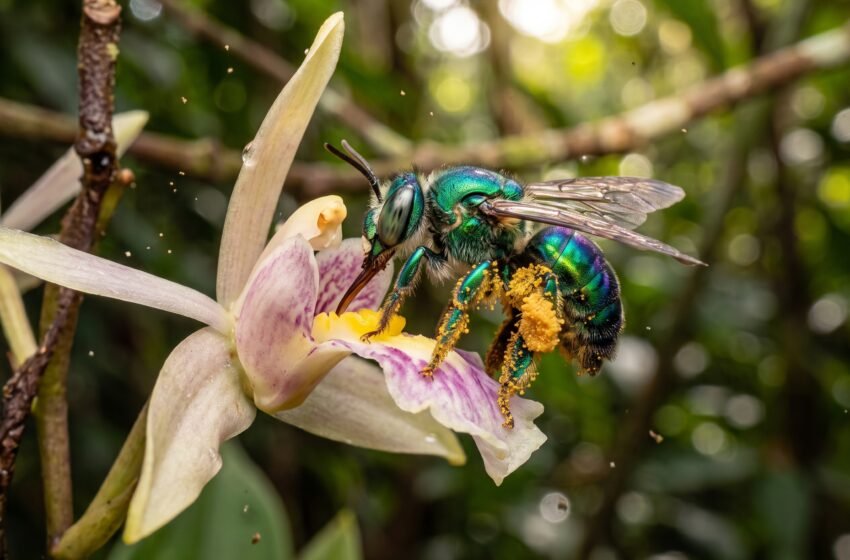  Sem colmeias e sem mel: O segredo das abelhas Euglossini para sobreviver nas matas tropicais